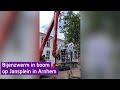Zwerm bijen weggehaald met hoogwerker