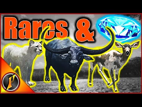 Diamonds & Rares of Parque Fernando!