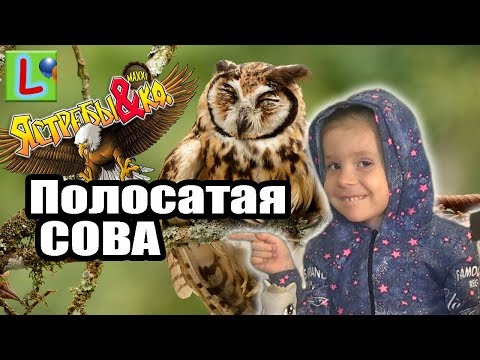 ЯСТРЕБЫ и КО МАКСИ ДЕАГОСТИНИ ПОЛОСАТАЯ СОВА РАСПАКОВКА и ОБЗОР ОТ LISKASHOW DEAGOSTINI