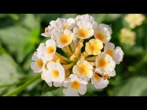 West indian lantana / Beautiful flower