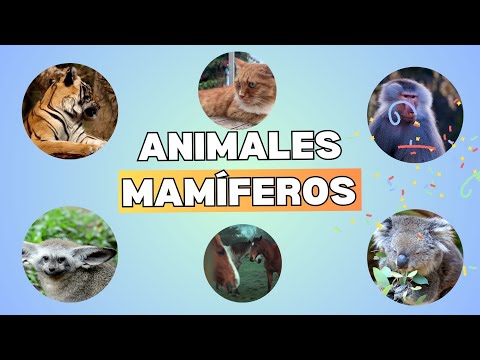 🐨🐳🦇🐘 Mammals for Kids: Easy and Fun!🐨🐳🦇🐘