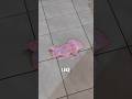If your rabbit suddenly stopped breathing