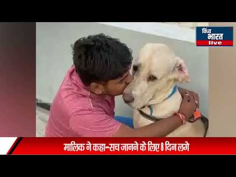 ट्रेनर बोला-कुत्ता ज्यादा भौंकता था, मार डाला:मालिक ने कहा-सच जानने के लिए 8 दिन लगे