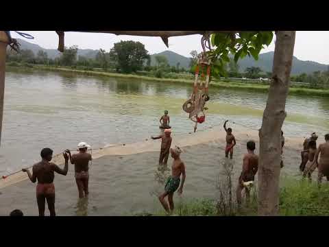 thousands of fish jumping at a time