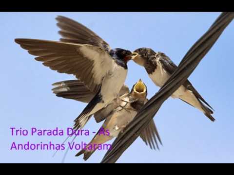 download lagu mp3 mp4 As Andorinhas Voltaram, download lagu As Andorinhas Voltaram gratis, unduh video klip As Andorinhas Voltaram