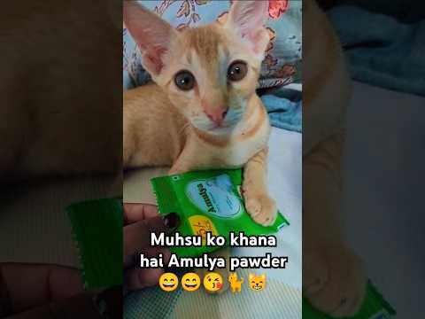 mushu ko khana hai amulya dud  powder 😸🐈🐱😘😘 #cat #catvideos #funny #catfunny #catblogger 😁😁😁