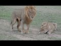 Lions Timbavati Mating Whole Pride