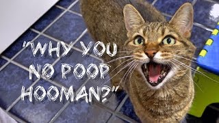 My Cat Thinks He's A Poop Expert