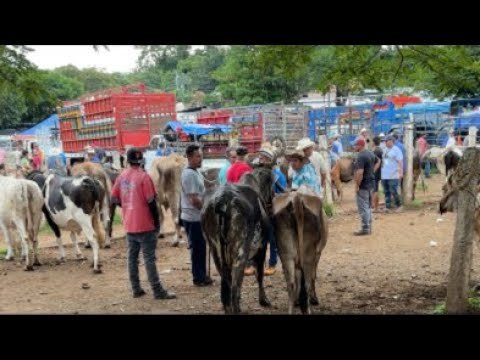 Tiangue de Nueva Guadalupe,San Miguel,El Salvador,miércoles 15 de julio 2026