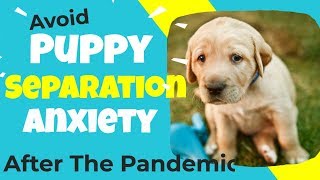 Puppy Separation Anxiety - Prepare For Your Return To Work After The Pandemic