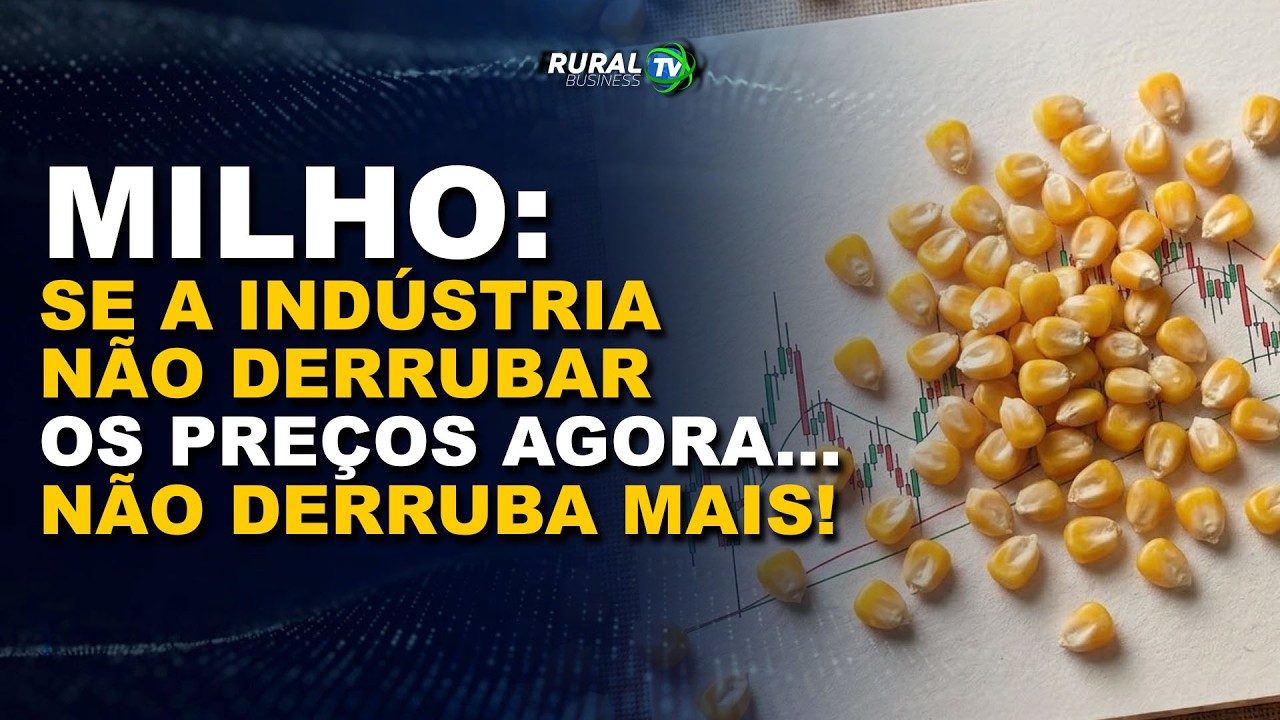 MILHO: SE A INDÚSTRIA NÃO DERRUBAR OS PREÇOS AGORA... NÃO DERRUBA MAIS!