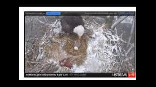 Mama Bald Eagle Feeds Babies - MN Bound Eagle Cam