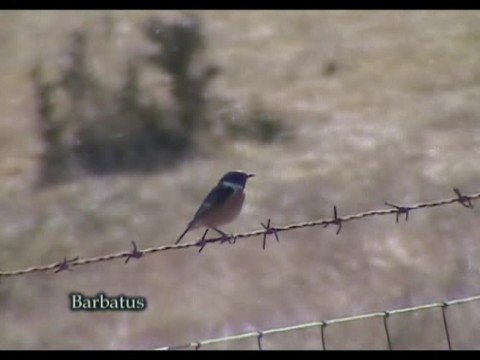 Tarabilla común (Saxicola torquata ) Stonechat