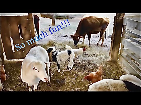 Early morning feeding. Cows, pigs, sheep and chickens!!!!