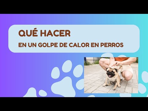 ¿qué hacer en un golpe de calor en perros
