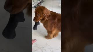 My Golden Retriever Is An Absolute Menace! #goldenretriever #baddog #dogdad