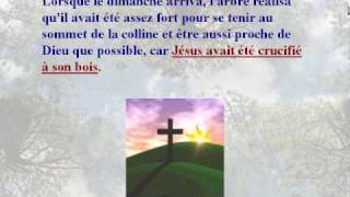 Il était une fois 3 arbres