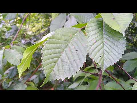 Ulme - selten gewordener Waldbaum