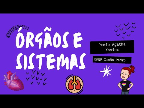 Órgãos e sistemas do corpo humano