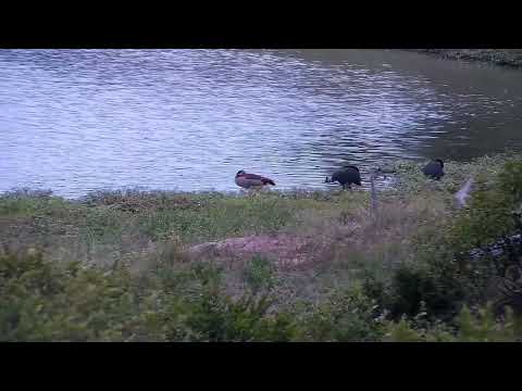 Djuma: Egyptian Goose and Helmeted Guinea Fowls - 01:19 - 11/24/2022