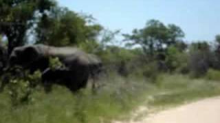 Momentos Radicais, Elefantes South Africa