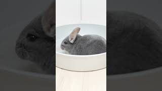 ねこ缶で砂浴びするチンチラ #Shorts