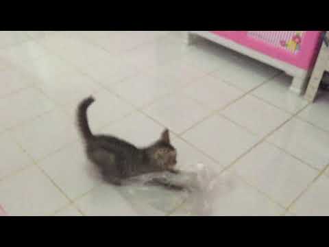 Mystic fluffyninetails has my account..