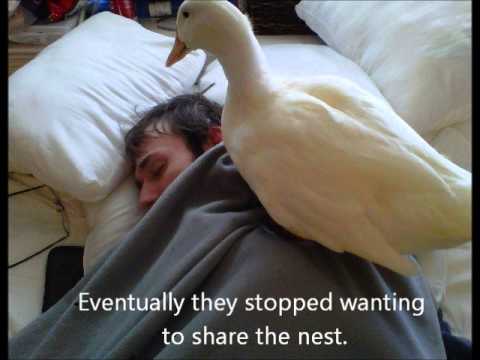 download lagu mp3 mp4 Duck At Home, download lagu Duck At Home gratis, unduh video klip Duck At Home