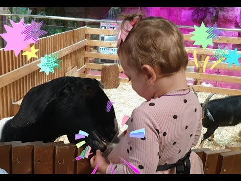 Маленькая София покормила козочек в экзоопарке/ Little Sofia fed the goats at the zoo