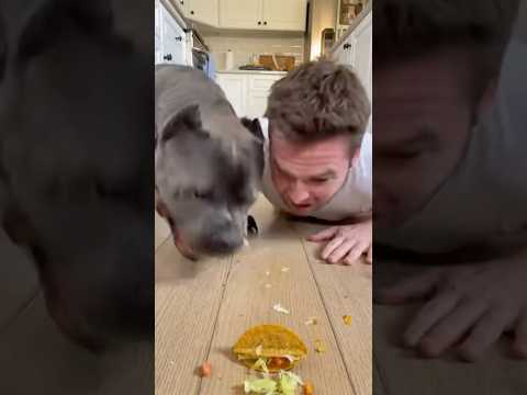 WHY HE SAID “OH GOD” 😭🐶 🌮