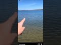Poofesure Encounters Geese Nature Shorts