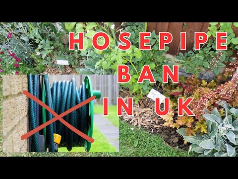 Hosepipe Ban, Water Saving Tips for Rose Gardens //The Rose Enthusiast