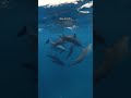 Underwater dolphin sounds!