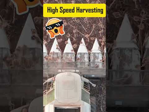 Guess how many sunflowers this machine can harvest per minute?#sunflower #Sunflowerharvester #shorts