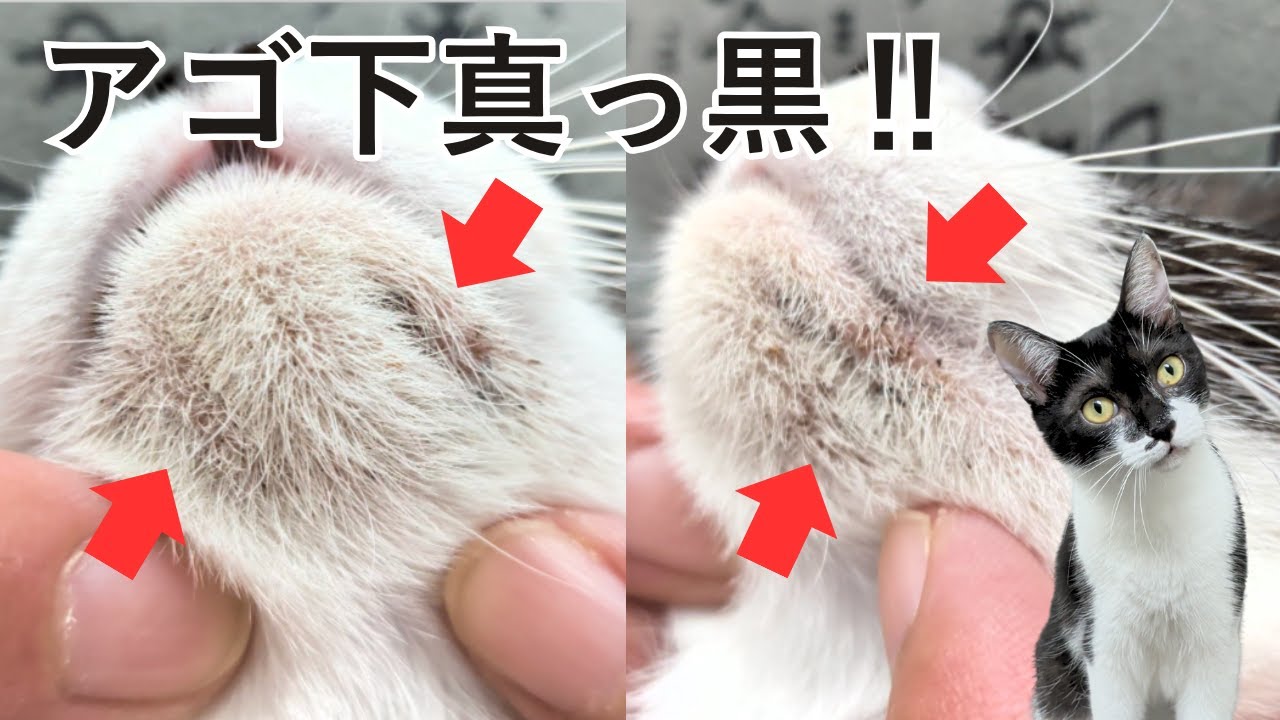 猫しずくの顎ニキビが酷いので病院へ行ってきた