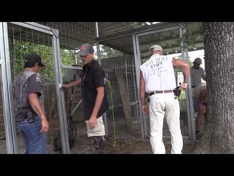 Tiger Tales: Insight into the Park