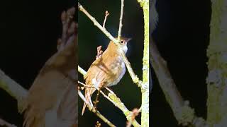 Download lagu SUARA MANTAP MASTERAN BURUNG SIKATAN LONDO NIGHTINGALE DI ALAM LIAR | #sikatanlondo #nightingale mp3