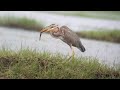 Purple Heron Eating A BigFish