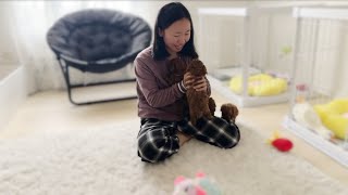 Play time for AKC toy poodle puppies 💕| 2周不见，泰迪宝宝们都想什么样啦🇺🇸