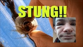 LIVE Wasp &amp; Hornets Attack! OUCH!!! (218)