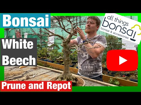 White Beech Prune and Repot
