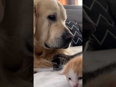 子猫と遊んであげる優しすぎるレトリバー
