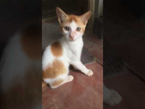 MR.Supun 🐈#funny #cat