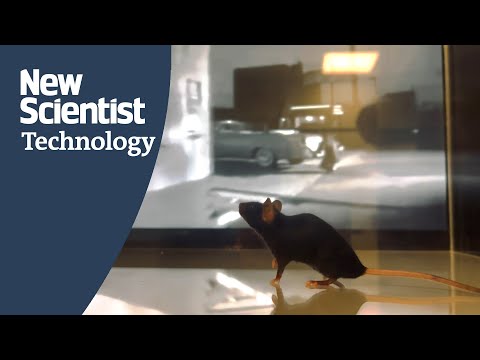 Movie clip reconstructed by an AI reading mice's brains as ...