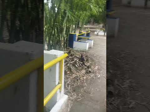 viajar em Maria fumaça em Ribeirão Pernambuco🫡