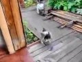 Собака спасает кота от смерти! 