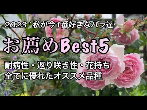 ダマスクローズ アルバ セミプレナ イングリッシュ香りのよいバラの品種