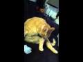 Kit Cat Belly Lick