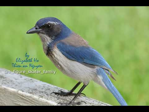 A Scrub Jay Name Blue: Cache and Retrieve Food (Birding26A)