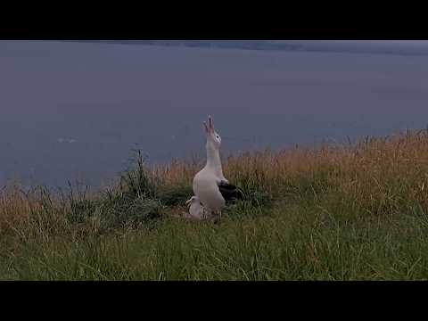 Baby Albatross Practices Calling With Mom In New Zealand | DOC | Cornell Lab